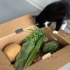 ハワイ産の野菜35ドル詰め合わせが届きました！