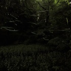 『投稿：6/11の横浜「四季の森公園」のホタル【追記】2025/06/15』の画像