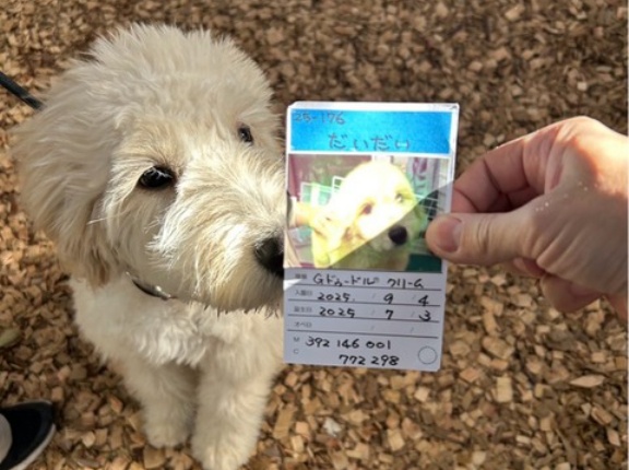 ドゥードルのだいだいは再度お見合いに💓