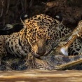 ブラジル「お前らの国を象徴する動物を決めるなら何になるの？」