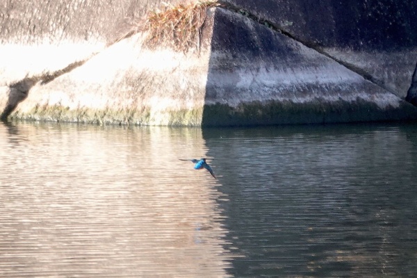 鳥写真マンガ
