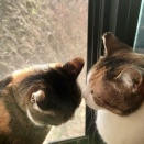 【ガンプラ】HG・MSM-07 量産型ズゴック その1