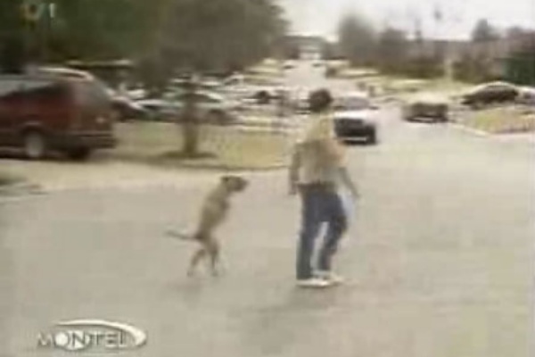 犬tt 犬がいる生活