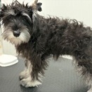 トリミングのお客様