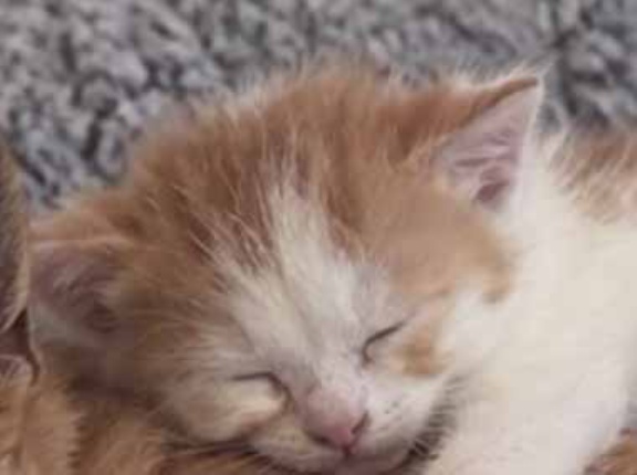 あれから２年が経った。でも、かわいい君は変わらないね → ２０２６年はこんな様子です…