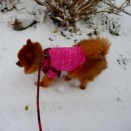 マロン、初めての雪