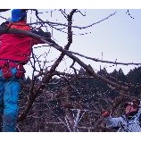 『【新穂・長畝】かなこの実になる果樹研修 - 其の弐 -』の画像