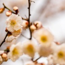 函館公園に行ってきた