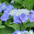 季節の花・アジサイの続き掲載
