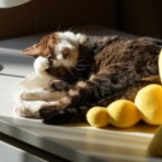 ねことアパートと1人暮らし～とらやんとおらと～