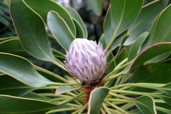 キングプロテア Alex S Garden Party