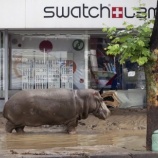 『大洪水で動物たちが射殺』の画像