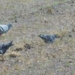 今日の野鳥　カワラバト・ムクドリ