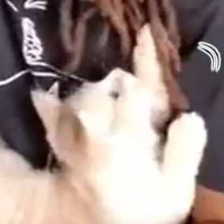 猫の動画 ねこわん！