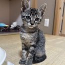 家族を募集している犬と猫たち（2026年9月25日現在）