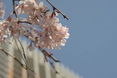 CANON LENS 50mm F1.8 Lマウント　作例あり CANON LENS 50mm F1.8 Lマウント 作例あり CANON LENS 50mm F1.8 L