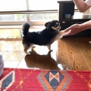 お手頑張ってます(｡･ω･)ﾉﾞ