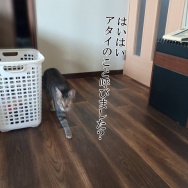 べんぴべんぴべんぴ！と、大人っぽい貝つくりました。