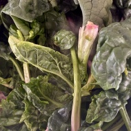 ちぢみほうれん草だからおいしい〜イカのインヅィミーノ