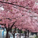 il secondo anniversario della morte di mia madre