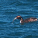 魚を飲み込むミミカイツブリ Horned Grebe