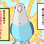 どんぶりとインコ暮らし