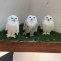 【日常】福井と石川県とエジプト料理