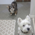 たかシェフのおうちごはん。と、白い犬。と、チワワ。