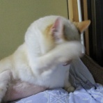だいちゃんとはなちゃんの猫日記