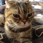 おおさかねこネット待合室