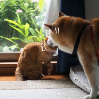 犬猫空想会話♪