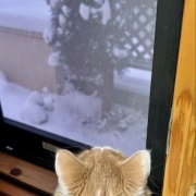 3匹を連れて獣医さんから帰る時に天気が急変