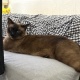 【悲報】ワイ、猫に襲われる