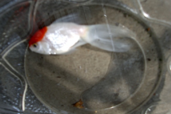 おいしいベランダ菜園 金魚 メダカ