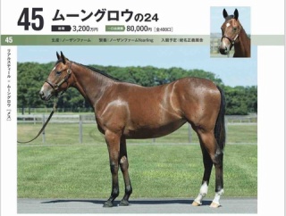 【キャロット】勝手に募集馬見解 その72 ムーングロウの24