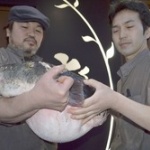 地球終了か！？　特大１０キロのトラフグ水揚げ！