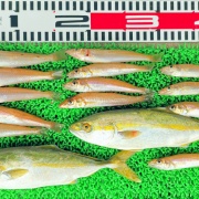 2025年7月19日　釣果