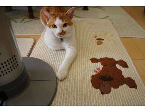 ツンギレ猫の日常 Number40 旧