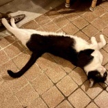 『Muddy Cat 定期便 8/26〜8/30』の画像