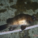 tabe's Fishing blog