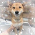 柴犬 シャンプーコース りくちゃん 愛川インター店