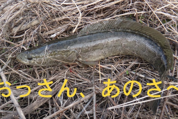 博多発ルアー釣りブログ 雷魚