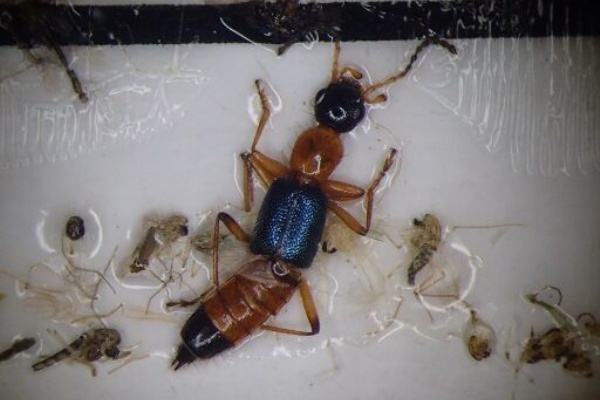 アオバアリガタハネカクシ 虫捕りたちのつぶやき