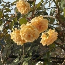 オープンガーデンに向けて