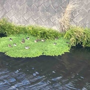 �����������衡���졡�֥�󥷥塡��ǥ�����