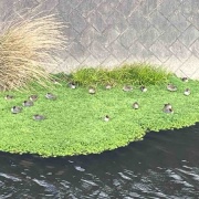 �����������衡���졡�֥�󥷥塡��ǥ�����