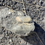 石になる地のふしぎ