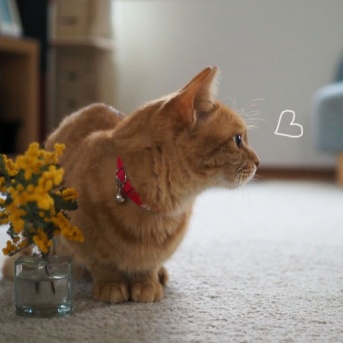 まる子とミモザ