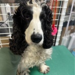 NPO法人ペット里親会