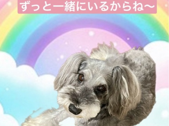 ういちゃんは虹の橋を渡りました🌈🌈